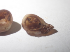 Xanthoteras radicola