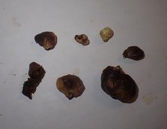 Xanthoteras radicola