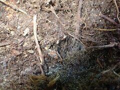 Xanthoteras radicola