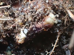 Xanthoteras radicola