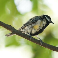 Parus major