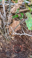 Xanthoteras radicola