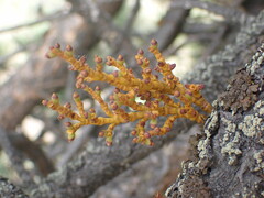 Arceuthobium vaginatum cryptopodum