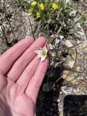 Gagea serotina