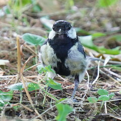 Parus major