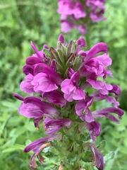 Pedicularis crenulata