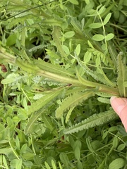 Pedicularis crenulata