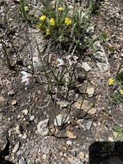 Gagea serotina