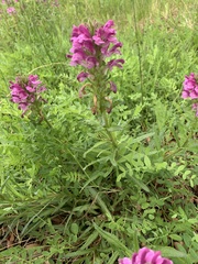 Pedicularis crenulata