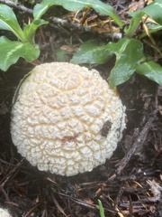 Calbovista subsculpta