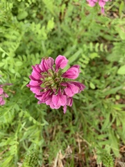 Pedicularis crenulata