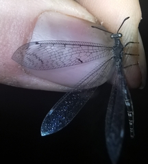Neuroleon egenus