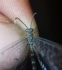 Neuroleon egenus