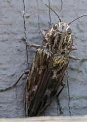 Chalcophora angulicollis