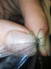 Neuroleon egenus