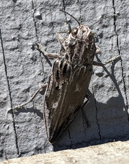 Chalcophora angulicollis