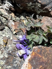 Aquilegia saximontana