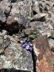 Aquilegia saximontana