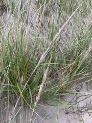 Ammophila champlainensis