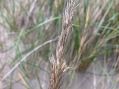 Ammophila champlainensis