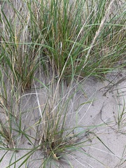 Ammophila champlainensis