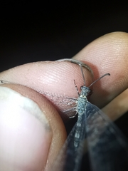Neuroleon egenus