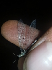 Neuroleon egenus
