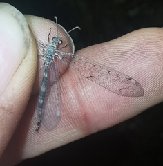 Neuroleon egenus