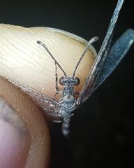Neuroleon egenus