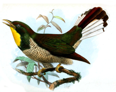 Yellow-Throated Cuckoo photo 4