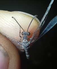 Neuroleon egenus