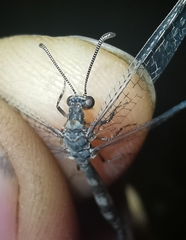 Neuroleon egenus