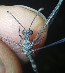 Neuroleon egenus