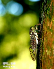 Tanna sozanensis