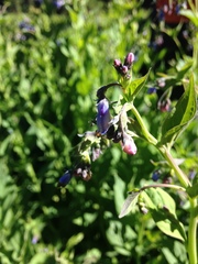 Mertensia paniculata