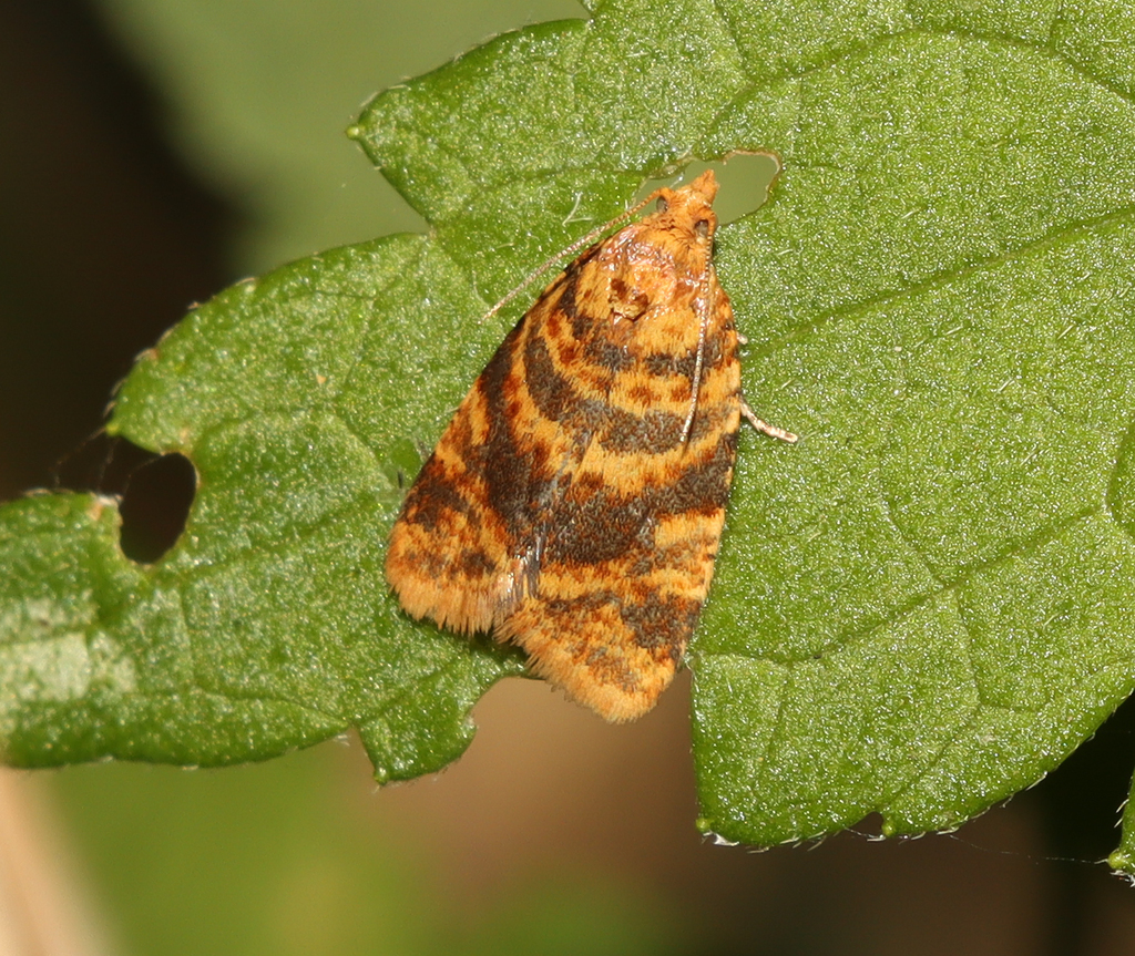 Brown-barred Twist
