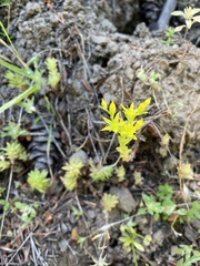 Sedum radiatum