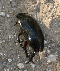 Hydrophilus insularis