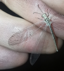 Neuroleon arenarius