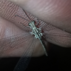 Neuroleon arenarius