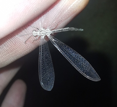 Neuroleon arenarius