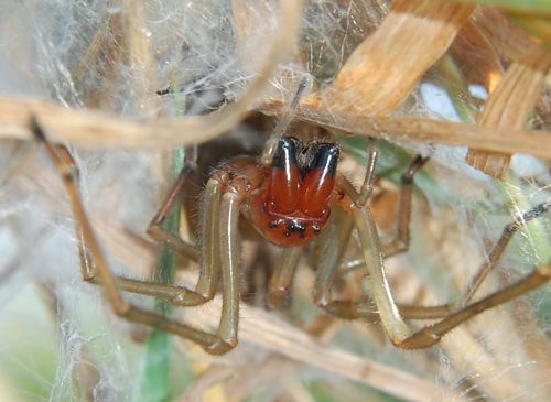 European Yellow Sac Spider