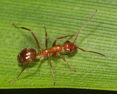 Formica pallidefulva