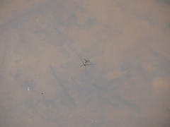 Trepobates subnitidus