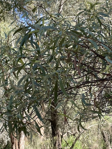 Currajong wattle (Acacia concurrens)