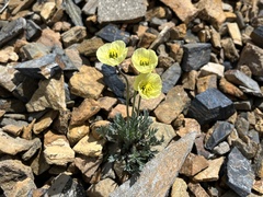 Papaver radicatum