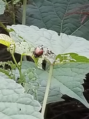 Popillia japonica