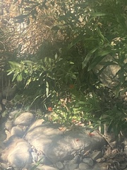 Erythranthe cardinalis