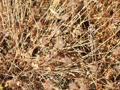 Trifolium cherleri