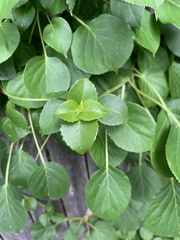 Hydrangea petiolaris